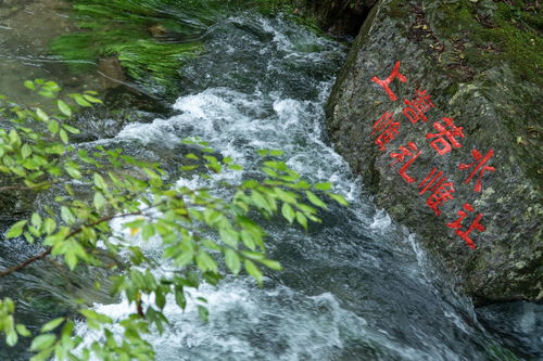 山峦重叠，竹影摇曳，快穿上新时装来竹海深处细听风雨声~
