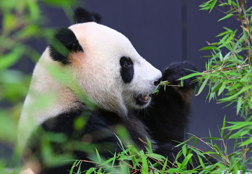 招人啦《和平精英》与中国大熊猫保护研究中心携手打造“大熊猫秘境”玩法