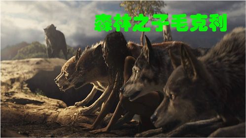 罗马群狼称霸亚平宁-“狼王”登顶傲视群雄