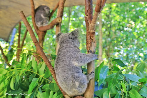 澳洲大火燃烧四个月，超两万只考拉火中死亡