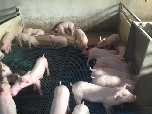 上网课那些笑出猪叫声的尴尬事，老师直播一半被封房间