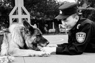 二哈能做警犬？特警挑战训练二哈做警犬，结果全都怀疑人生