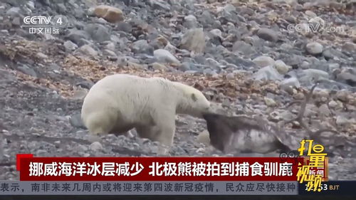 全球变暖致冰层减少难以觅食，专家称北极熊或在本世纪末灭绝！