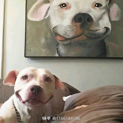 上海退役4年导盲犬苦等领养，它们需要一个真正的家！