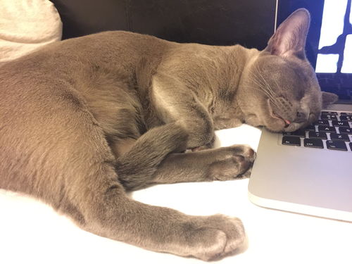 6000多人被网上养猫平台骗得血本无归