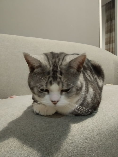 《两人一起！猫咪大战争》多模式实机演示公布 将于12月9日发售