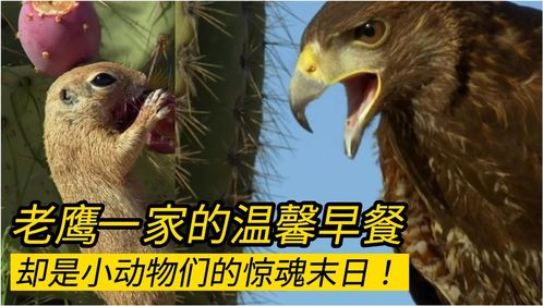 动物保护组织又来了谴责《孤岛惊魂6》斗鸡游戏过于残忍
