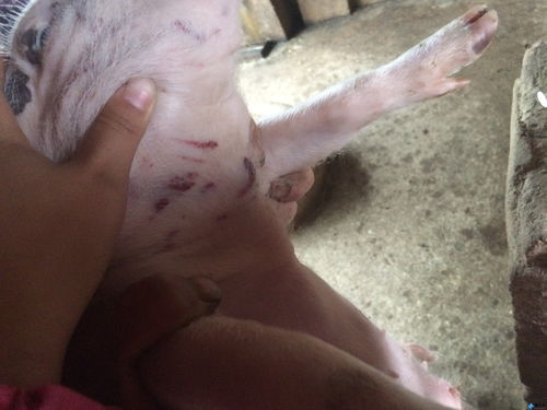 2D肉鸽游戏《祝你好死》15分钟演示公布 支持中文