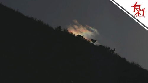 浙江丽水现大量萤火虫，网友：太梦幻了，如仙境一般