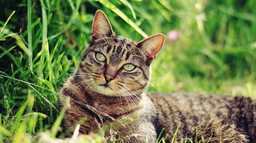 猫咪冒险游戏《迷失》流程长度公布 7-8小时可通关