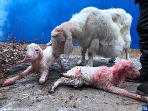 羊了个羊是什么游戏为什么会火