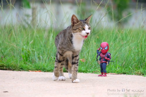 猫咪养成roguelike冒险《Mewgenics》公布 猫咪养成roguelike冒险《Mewgenics》公布