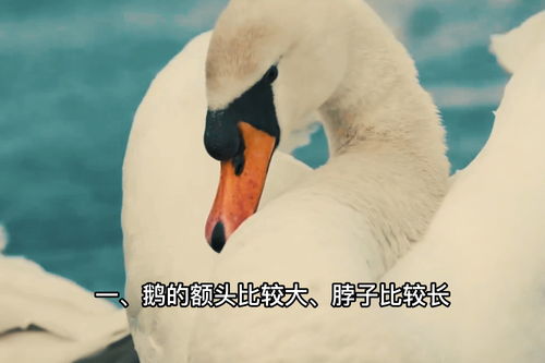 B站更新《鹅鸭杀》直播规范 审核后才能开播