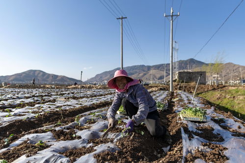 解忧小村落养蚕场不生产解决办法