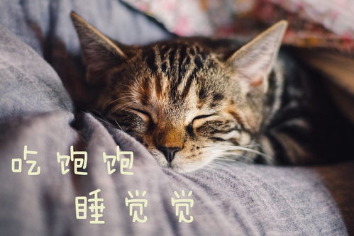 黑猫奇闻社奇趣喵戏活动怎么玩