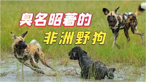 恐怖游戏《野狗子》全新概念图公布本作仍在开发中