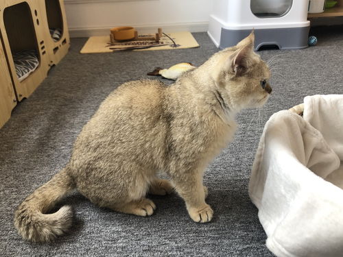 治愈放置型游戏《猫咪和汤》进行新年活动