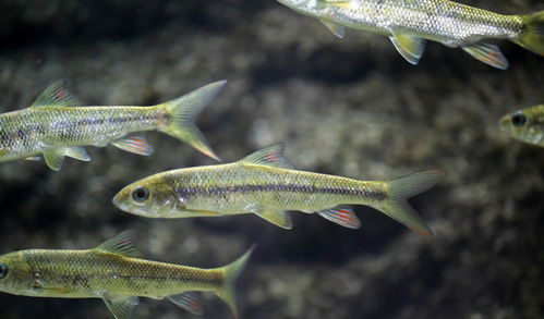 原神黑背鲈鱼图鉴 黑背鲈鱼能捉吗