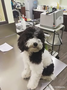 小森生活可以养狗吗