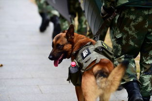 《逃跑吧少年》巡逻犬好用吗 宠物巡逻犬特点及玩法技巧