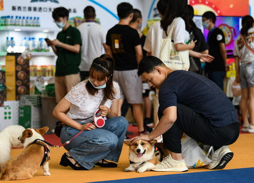 小狗咖啡馆怎么玩 小狗咖啡馆攻略大全