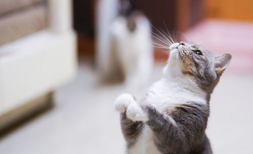 《我和我的猫》以猫咪养成为主题的休闲手游