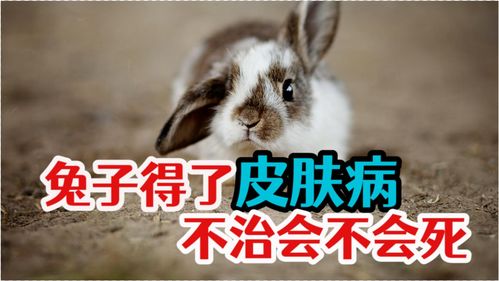 鹅鸭杀情人节皮肤怎么获得