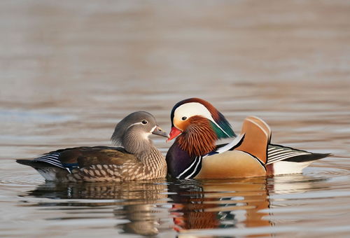 鸳鸯中羽毛更为艳丽的通常是 雄鸟 雌鸟