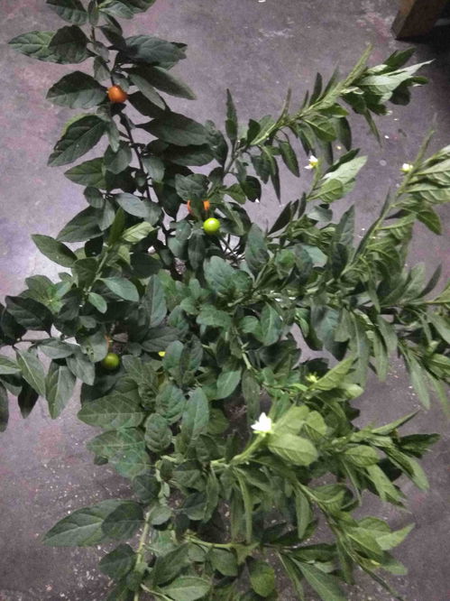 有一种植物曾经叫狼桃人们担心有毒而不敢吃猜猜它是 番茄 猕猴桃