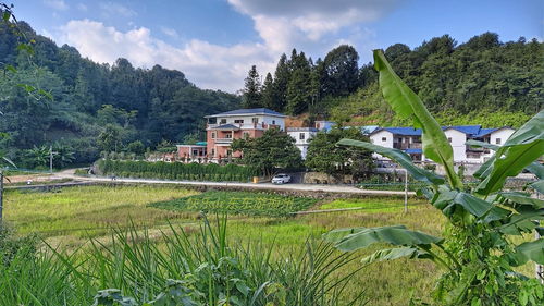 《解忧小村落》怎么种树 种树方法指南