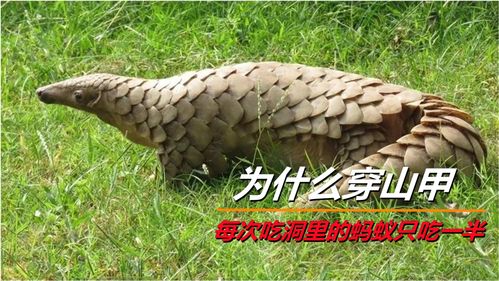 猜一猜穿山甲会用哪种妙招捕食蚂蚁 装"死"吸引蚂蚁 往蚂蚁窝灌水