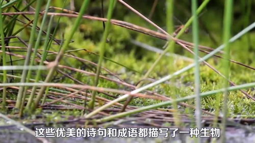 为什么蜻蜓会点水 为了产卵 为了捕食