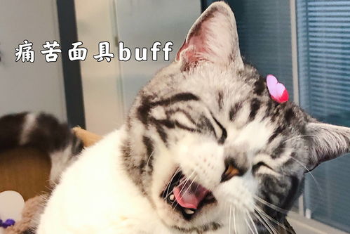 看不见的真相猫咪满屋攻略