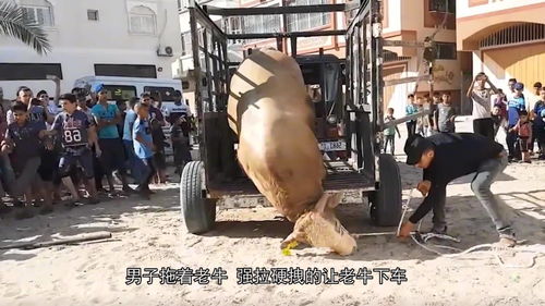 武士屠宰场需要什么配置