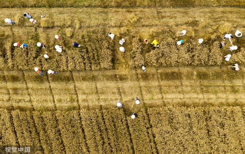 模拟中式种田新作《中国边疆》新宣传片发布