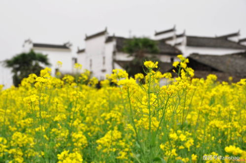 桃源深处有人家种花攻略 桃源深处有人家种花方法