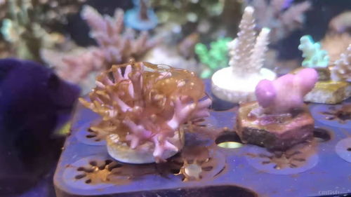 原神珊瑚真珠怎么快速采集