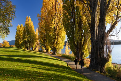 珊瑚岛秋天推荐种什么