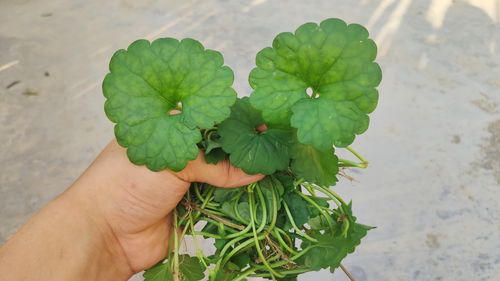 原神忧昙花的花蕊在哪里 忧昙花的花蕊位置介绍