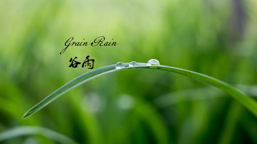 谷雨节气之后天气通常会有什么变化