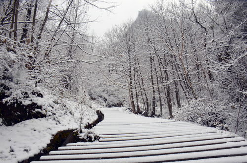 雪居之地果力士是什么