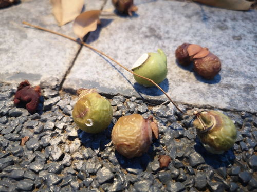 原神苦离果怎么采集 原神苦离果怎么用