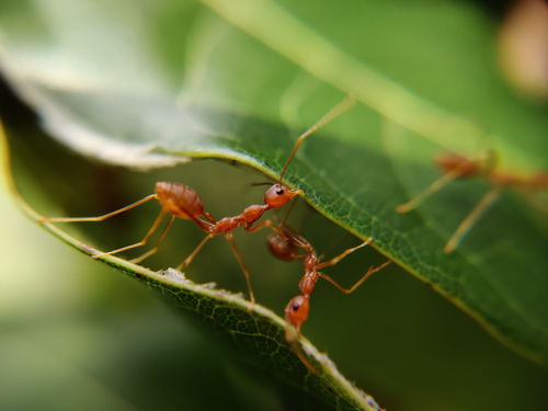 人们通常会借助于哪种昆虫蚂蚁庄园今日答案最新