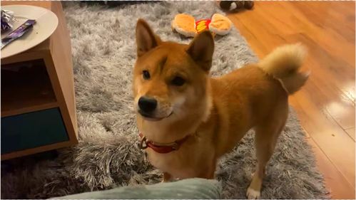 化身柴犬指挥人类！动作解谜游戏《Humanity》发布实机预告