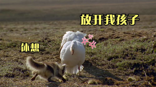 蛋仔派对绒绒小红狐怎么免费获得