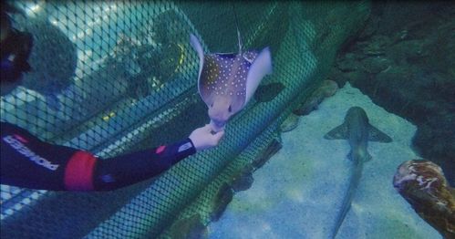 帕夏时代迅鳐在哪里钓