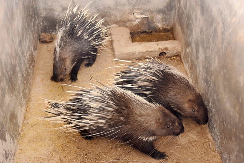 豪猪镇之秋需要什么配置