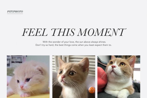 文字玩出花猫猫身价通关攻略