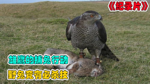 原神鹮穿之喙需要什么突破材料 鹮穿之喙武器突破材料介绍