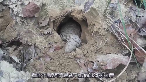 一代沙雕挖呀挖呀挖怎么玩 挖呀挖呀挖攻略分享